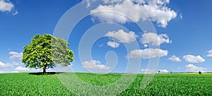 Idyll, panoramic landscape, lonely tree among green fields