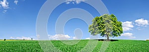 Idyll, panoramic landscape, lonely tree among green fields photo