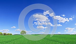 Idyll, panoramic landscape, lonely tree among green fields