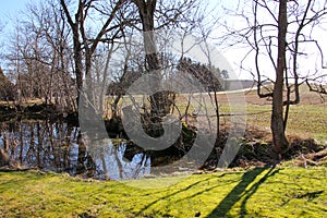 Idyll at the pond at springtime