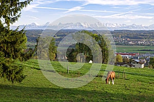 Idyll Swiss landscape of green valley with distance mountain range. Horse grazing on the pasture, countryside in Switzerland