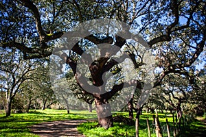 Idyllic Alentejo landscape with cork oak trees in vast fields.