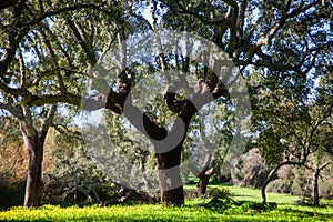 Idyllic Alentejo landscape with cork oak trees in vast fields.