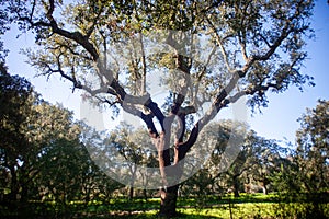 Idyllic Alentejo landscape with cork oak trees in vast fields.