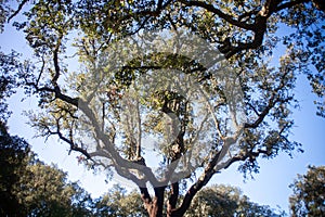 Idyllic Alentejo landscape with cork oak trees in vast fields.