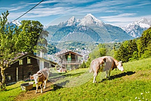 Idyllic alpine scenery with mountain chalets and cow grazing on green meadows in springtime