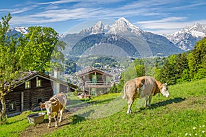 Idyllic alpine scenery with mountain chalets and cows grazing on green meadows in springtime