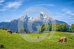 Idyllic alpine summer landscape with cows grazing in fresh meadows