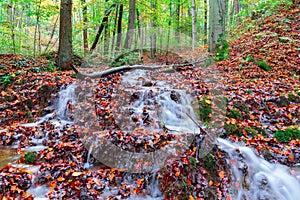 Idyllic Autumn Forrest