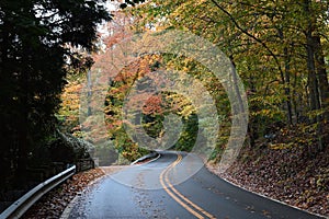 Idyllic autumnal scene featuring a winding rural road through a forest