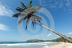 Idyllic beach with palm. Sri Lanka