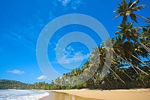 Idyllic beach. Sri Lanka