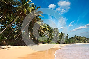 Idyllic beach. Sri Lanka