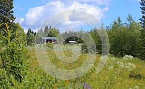 Idyllic blossoming meadow with several farm buildings in Vaesterbotten in Sweden