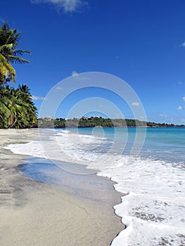 Idyllic Caribbean coast of the French West Indies. Exotic beach landscape with turquoise waters of the Caribbean Sea under