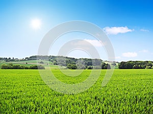 Idyllic country scene with crop field