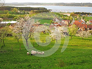 Country life landscape at lake by spring photo