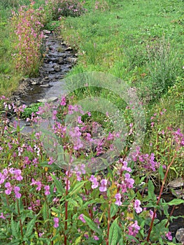 Idyllic creek with Indian spring-herb on the shore