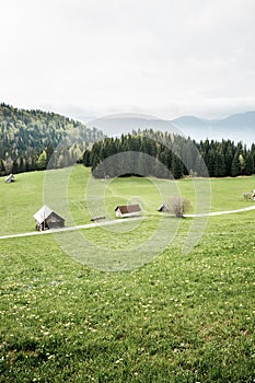 Idyllic dairy farms on alpine meadow