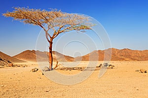 Idyllic desert scenery with single tree