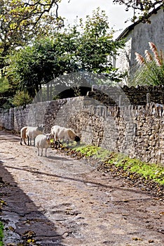 Idyllic english rural landscape with sheeps at Ogmore Castle