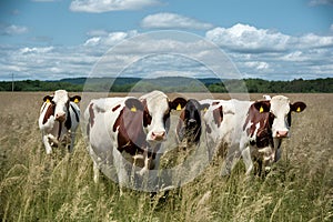 Idyllic farm life Cows bask in sunny summer pasture