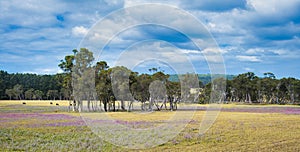 Idyllic farmland with flower meadow and trees, Western Australia