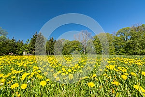 Idyllic flower meadow with dandelions at the edge of the forest