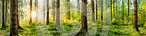 Idyllic Forest Panorama At Sunrise