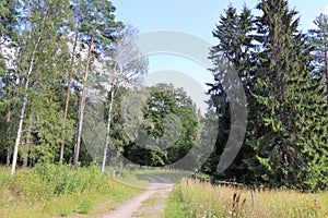 Idyllic forest road at HÃ¶gbo Bruk in Sandviken