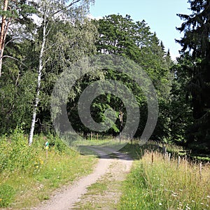 Idyllic forest road at HÃ¶gbo Bruk in Sandviken