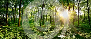 Idyllic forest at sunrise photo