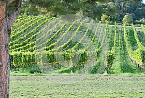 Idyllic fresh wineyard at springtime