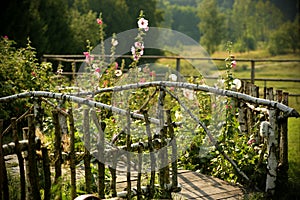 Idyllic garden with mallows