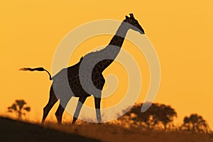 Idyllic giraffe silhouette with evening orange sunset, Botswana, Africa