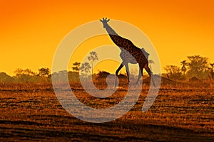 Idyllic giraffe silhouette with evening orange sunset light, Botswana, Africa. Animal in the nature habitat, with trees.