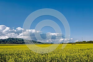 Idyllic green fields with vibrant blue sky