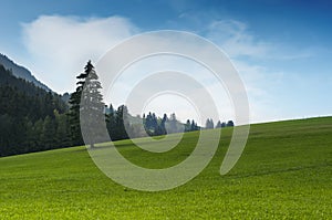 Idyllic green grass hill with single tree