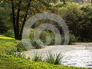 Idyllic Green Pond in the Nature