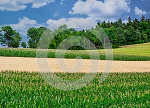 Idyllic green summer farmland countryside with forest and a pile of woods