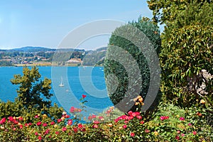 idyllic lake Zurichsee, Rapperswil, swiss landscape with blooming rose flowers