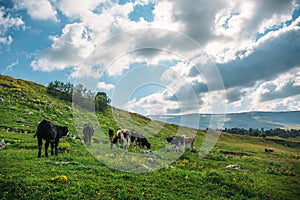 Idyllic landscape in alpine mountains with cows grazing in fresh green meadows