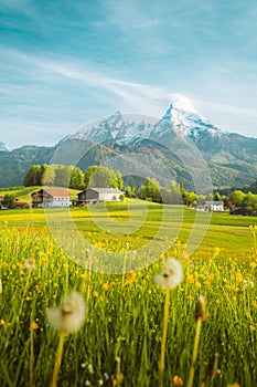 Idyllic landscape in the Alps with blooming meadows in springtime