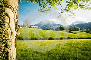 Idyllic landscape in the Alps with blooming meadows in springtime