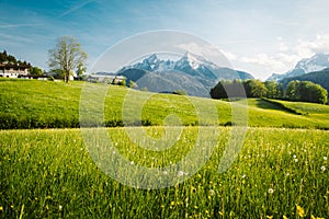 Idyllic landscape in the Alps with blooming meadows in springtime