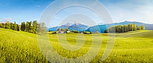 Idyllic landscape in the Alps with blooming meadows in springtime