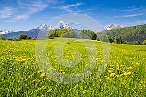 Idyllic landscape in the Alps with blooming meadows in summer