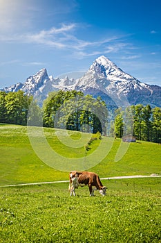 Idyllic landscape in the Alps with cow grazing on fresh green mountain pastures