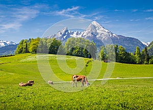 Idyllic landscape in the Alps with cow grazing on fresh green mountain pastures