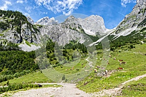 Idyllic landscape in the Alps with cows grazing on fresh green alpine pastures with high mountains. Austria, Tirol